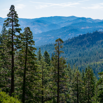 Picture of Tahoe National Forest with trees in foreground and mountains in background. 