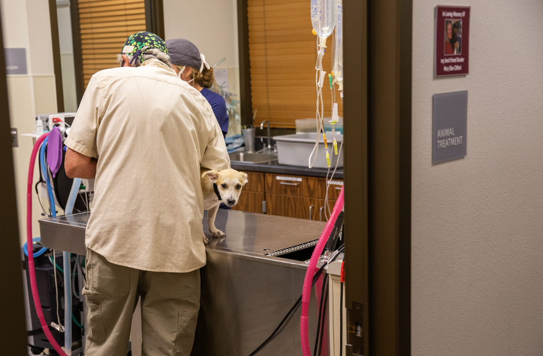 Two people in surgical clothing in a treatment room gathered around a small dog. 
